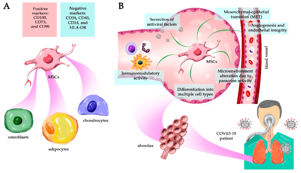 Mesenchymal stem cells near me