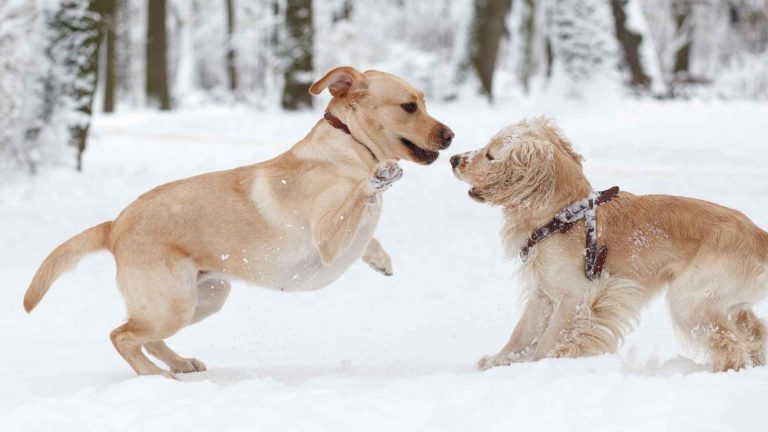 Snow Day Calculator: Predict Your Next Day Off!