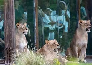 Art of Zoo: Stunning Wildlife Art That Tells a Story