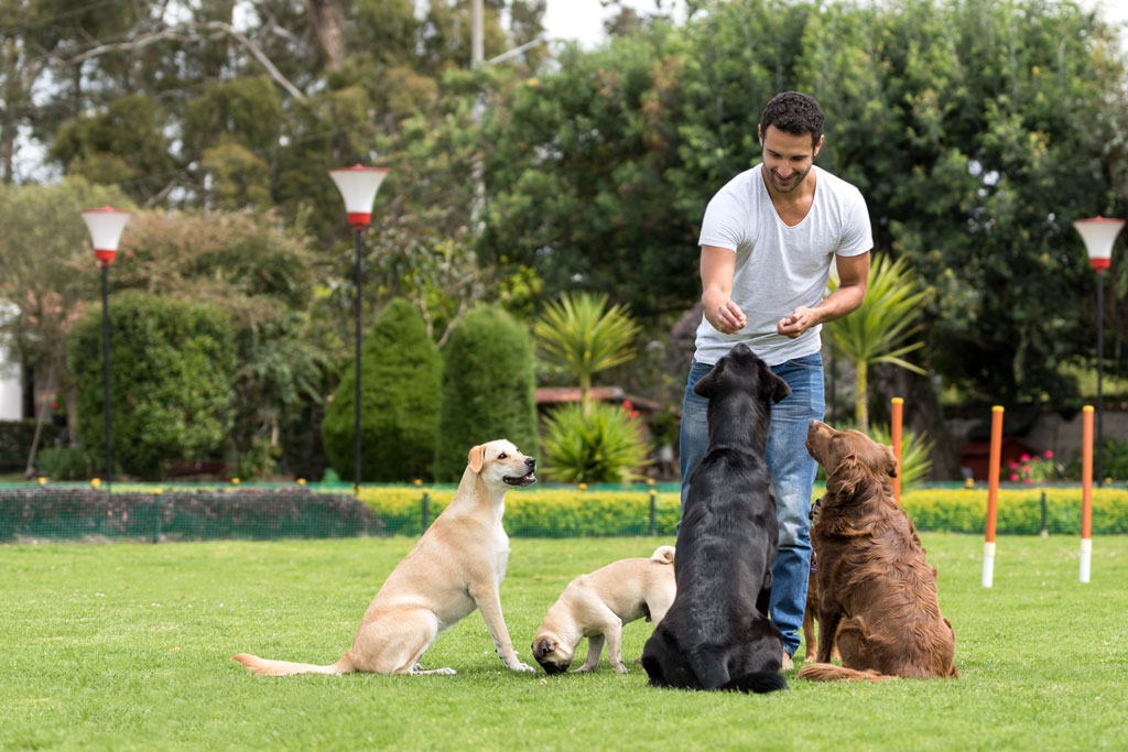 Best Dog Training Near Me – Affordable & Expert Trainers