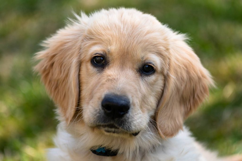 Golden Retriever Puppies – Find Your Perfect Puppy!