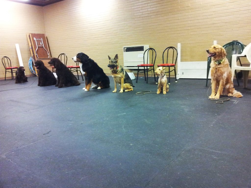 Best Dog Training Near Me – Affordable & Expert Trainers