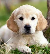 Golden Retriever Puppies – Find Your Perfect Puppy!