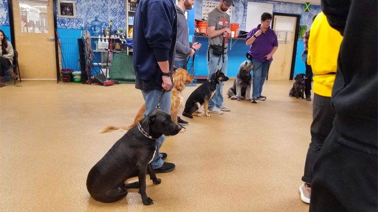 Best Dog Training Near Me – Affordable & Expert Trainers